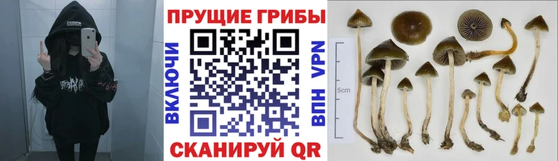 Псилоцибиновые грибы Psilocybe  наркотики  Щёкино 